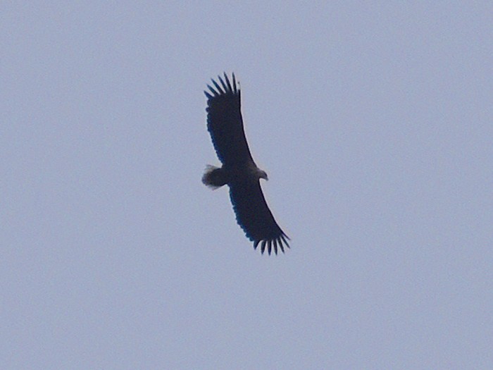 White-tailed Eagle