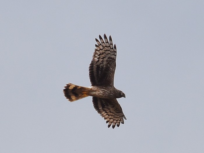 Hen Harrier