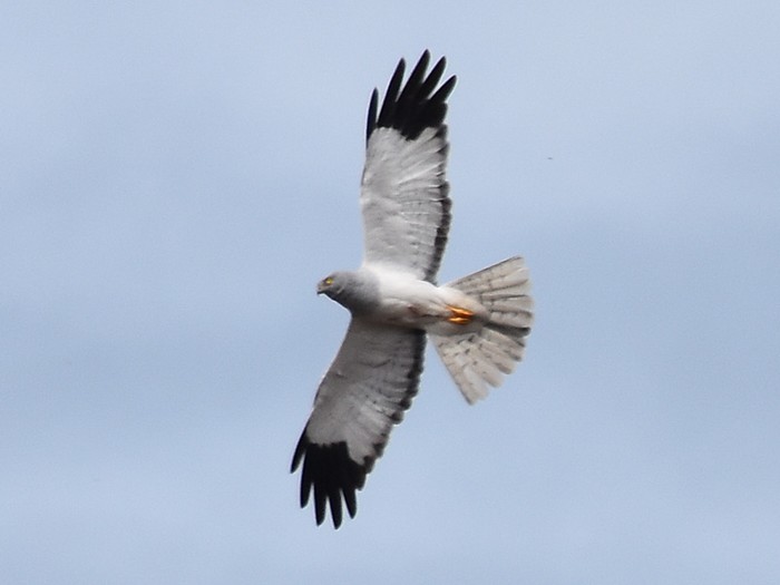 Hen Harrier