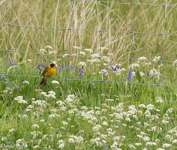 Black-headed Bunting