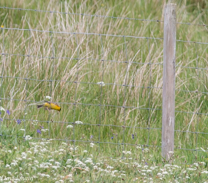Black-headed Bunting