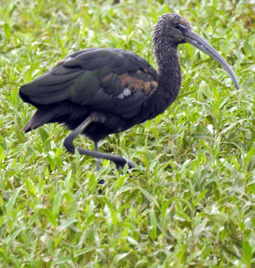 Glossy Ibis