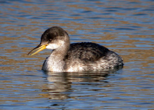 Red-necked Grebe
