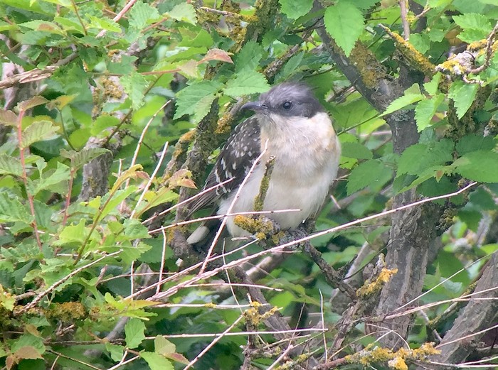 Great Spotted Cuckoo
