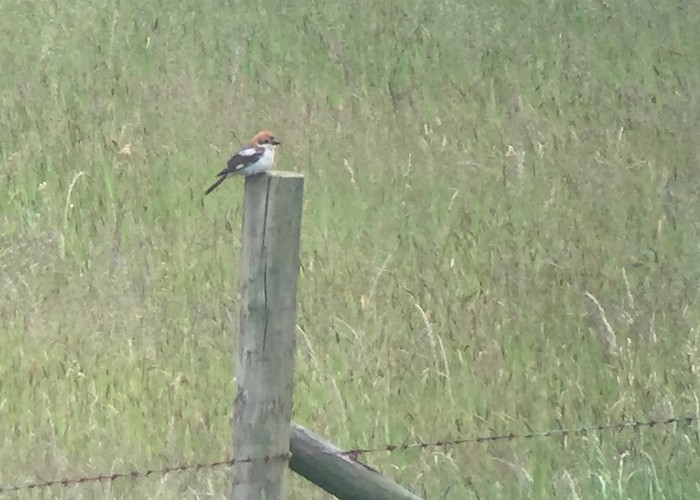 Woodchat Shrike