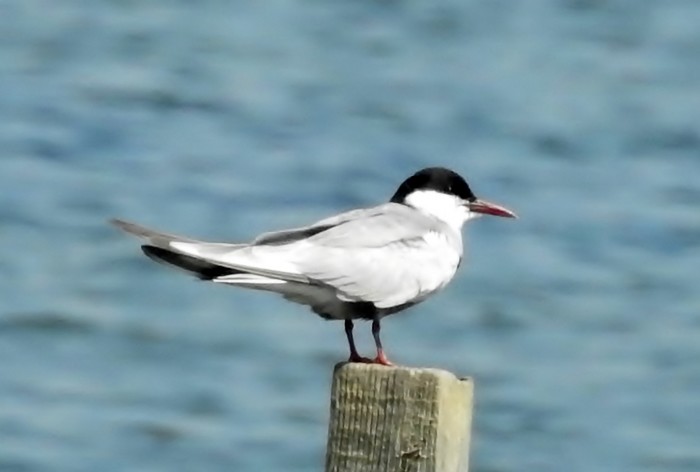 Whiskered Tern