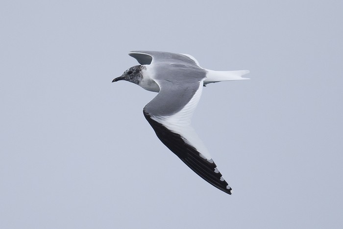 Sabine's Gull