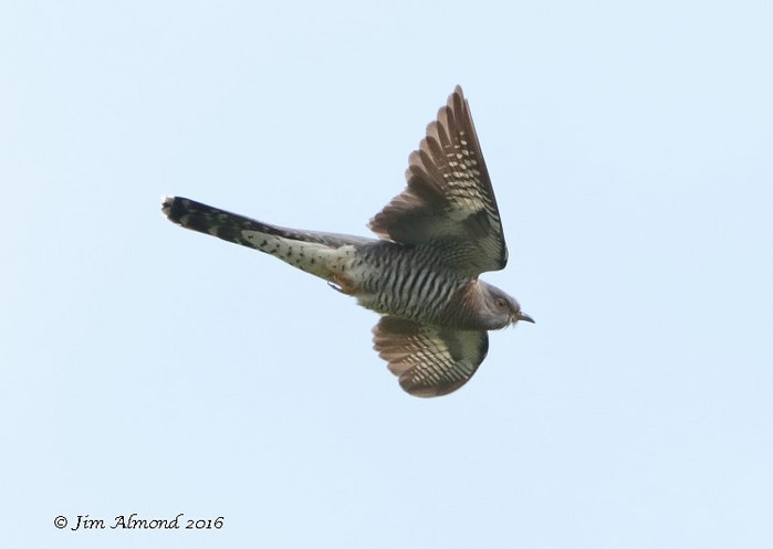 Cuckoo