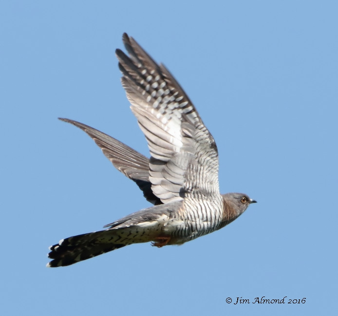 Cuckoo