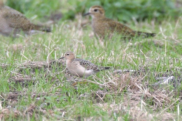 Buff-breasted Sandpiper