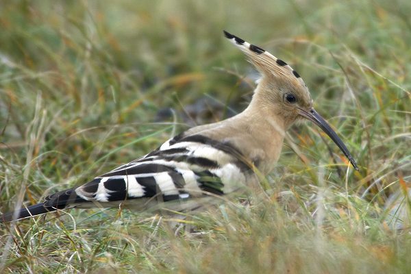 Hoopoe