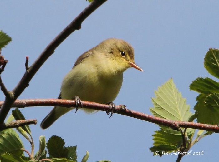 Icterine Warbler