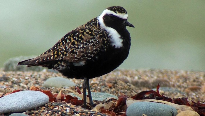 American Golden Plover