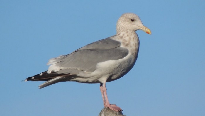Vega Gull