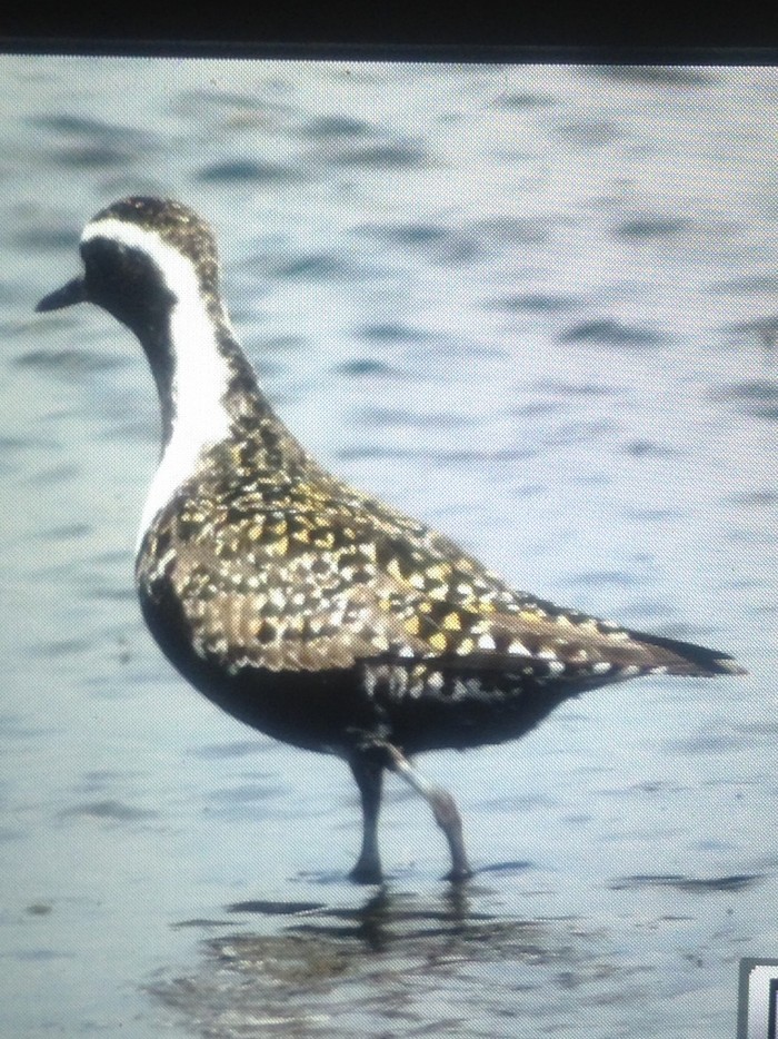 American Golden Plover