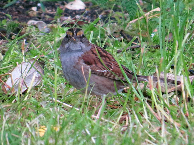 White-throated Sparrow