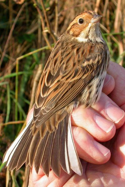 Little Bunting