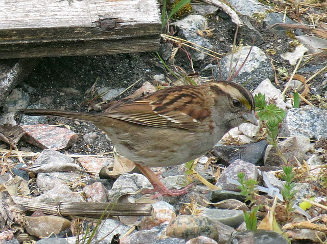 White-throated Sparrow