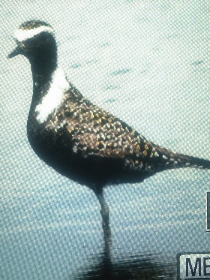 American Golden Plover