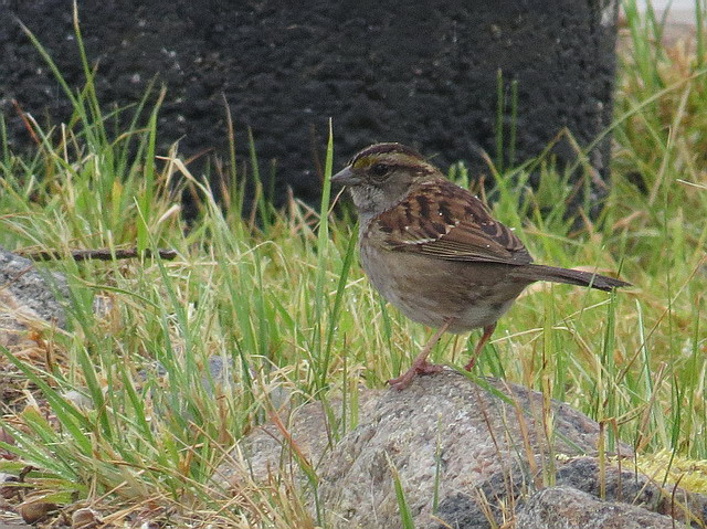 White-throated Sparrow