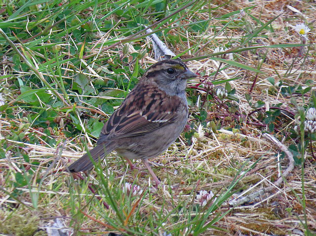 White-throated Sparrow