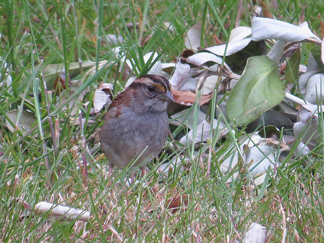 White-throated Sparrow