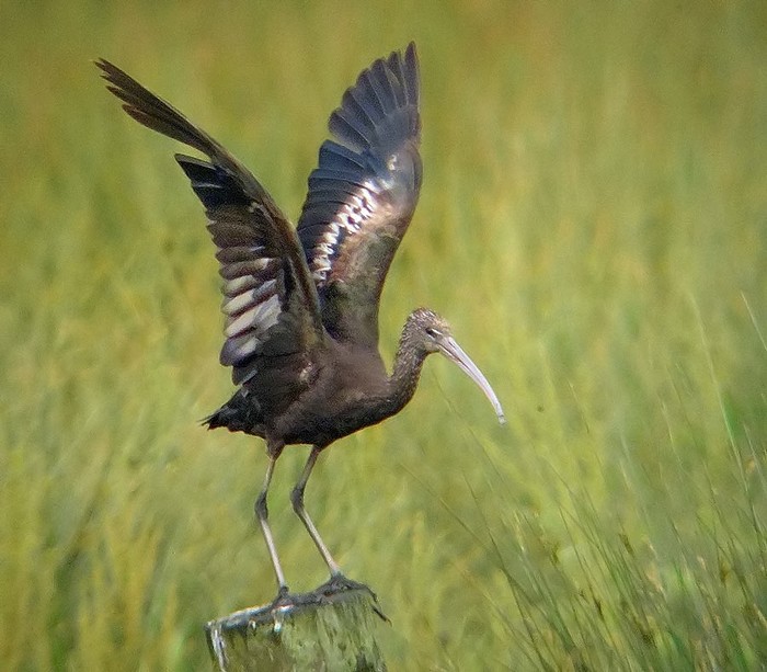 Glossy Ibis