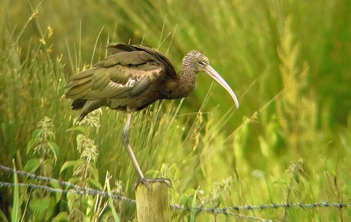 Glossy Ibis