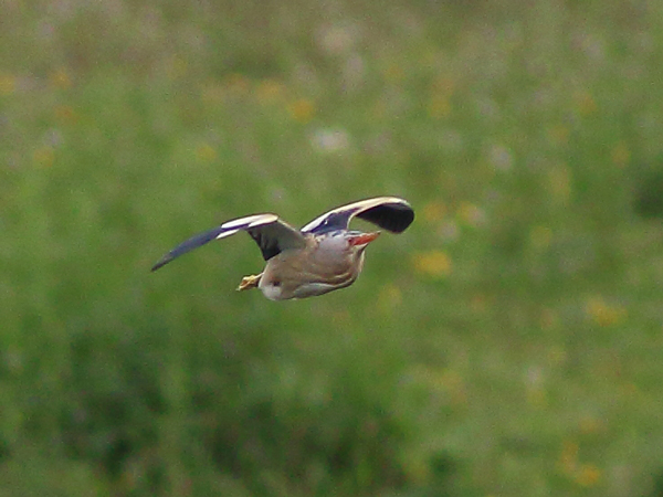 Little Bittern