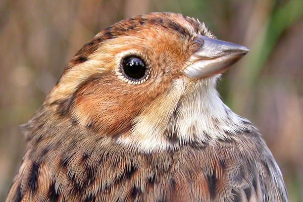 Little Bunting