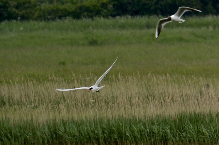 Caspian Tern