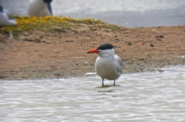 Caspian Tern
