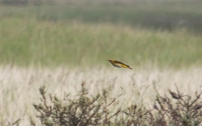 Golden Oriole
