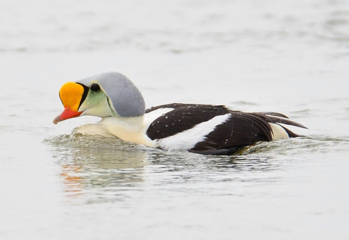 King Eider