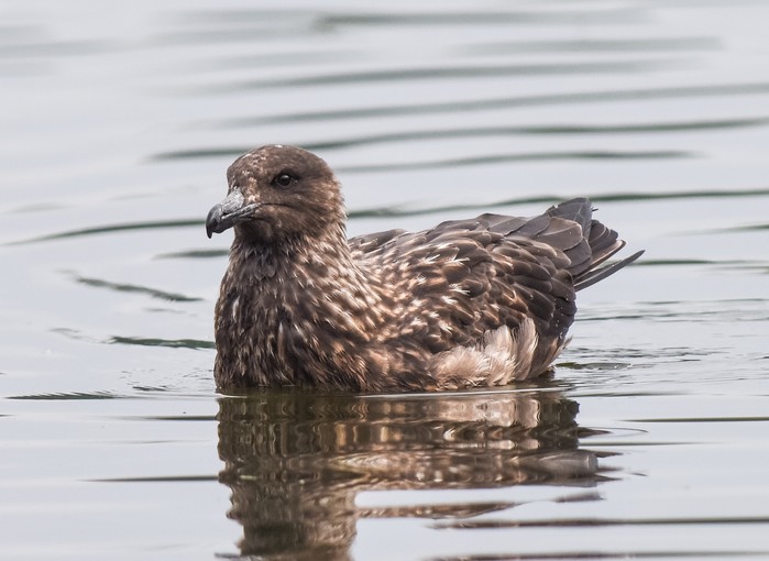 Great Skua