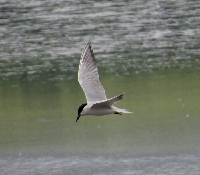 Gull-billed Tern