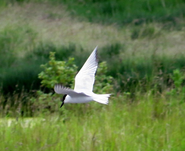 Gull-billed Tern