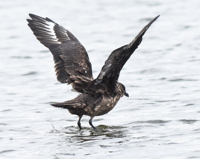Great Skua