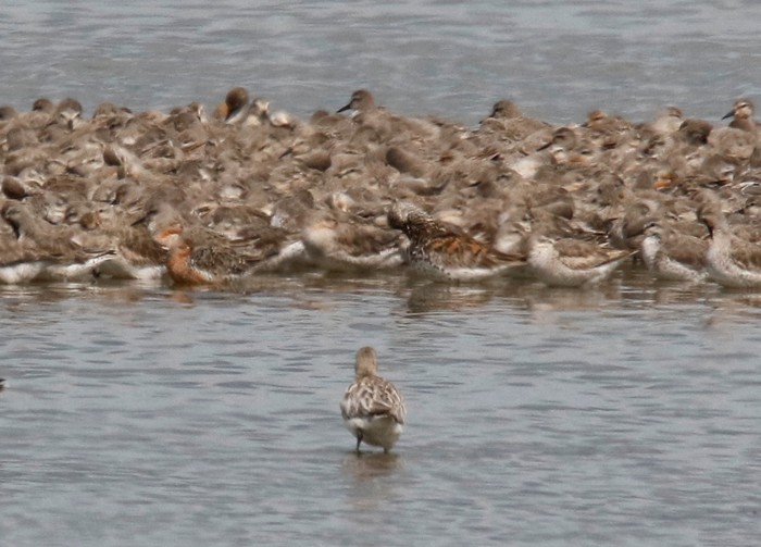 Great Knot
