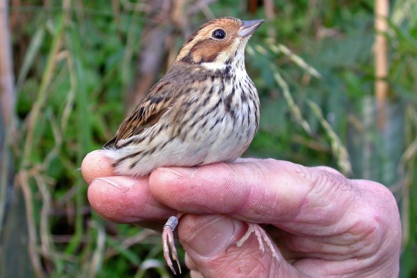 Little Bunting