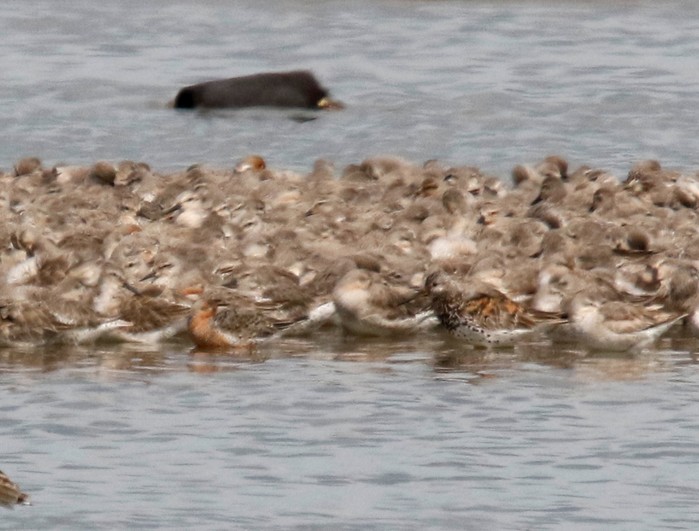 Great Knot