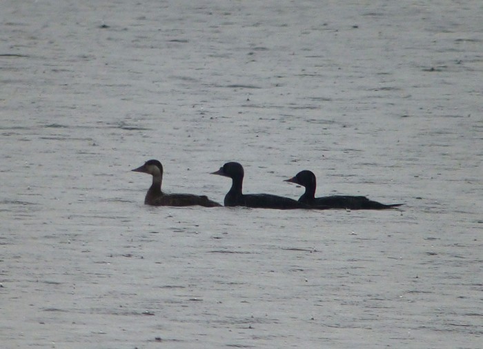 Common Scoter