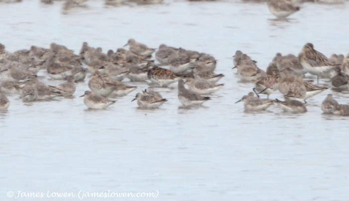 Great Knot