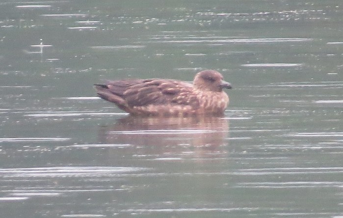 Great Skua