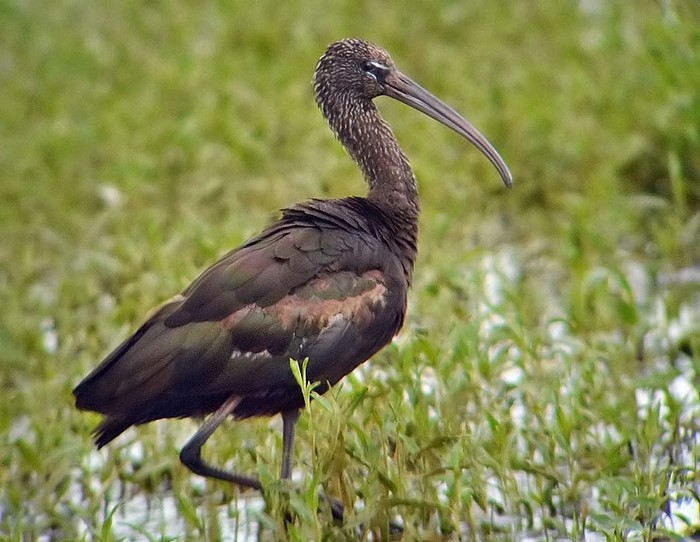 Glossy Ibis