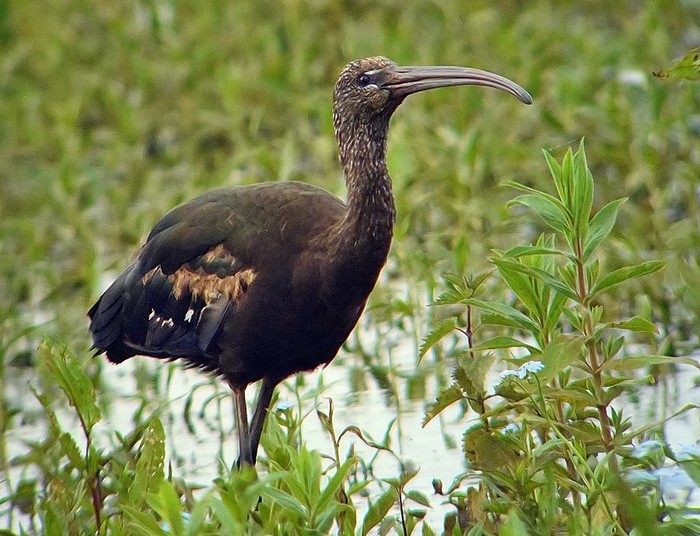 Glossy Ibis