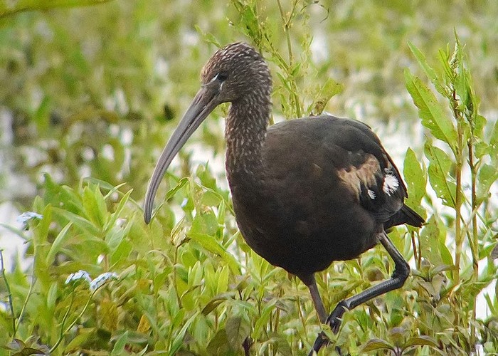 Glossy Ibis