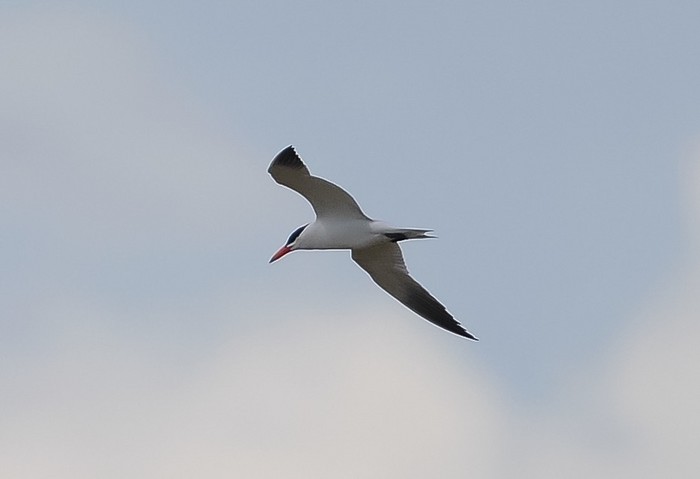 Caspian Tern