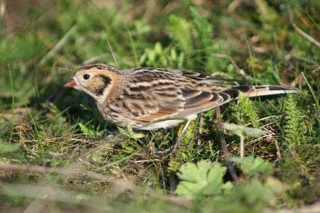Lapland Bunting