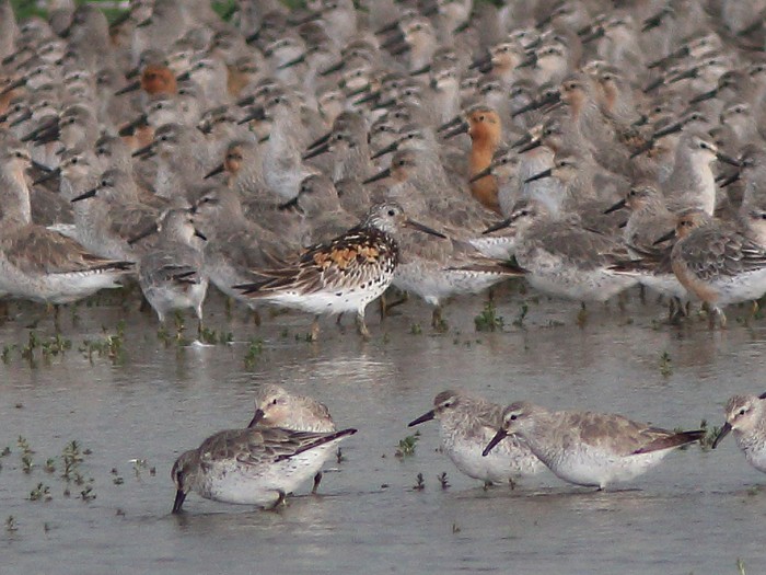 Great Knot